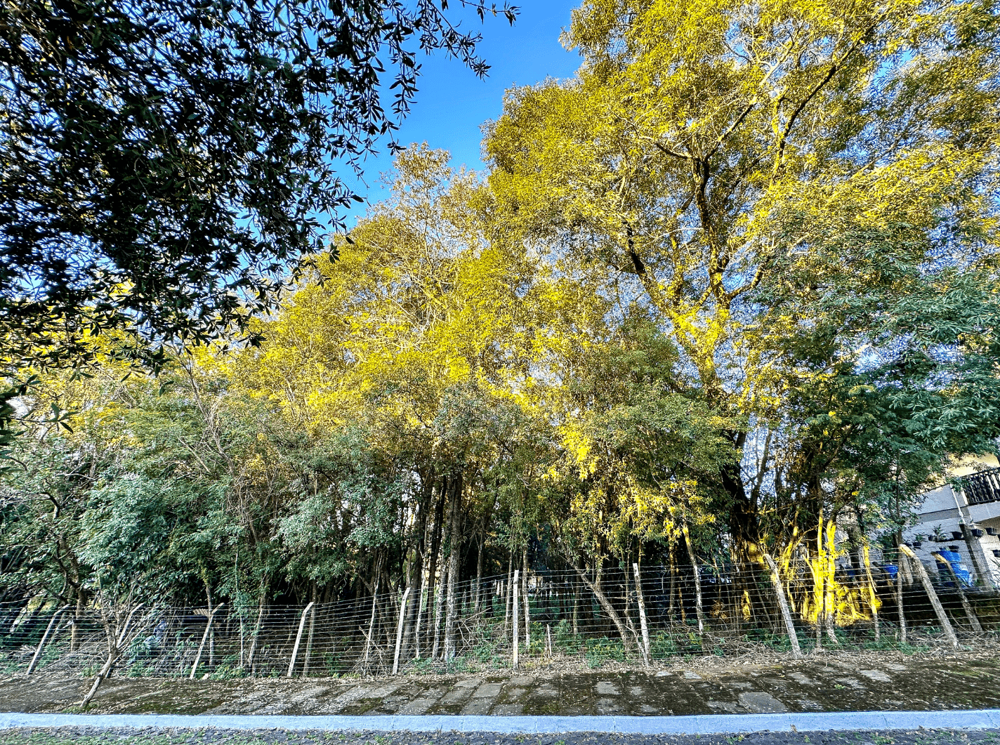 Terreno à venda no bairro Vista Alegre em Ivoti